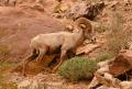 Desert Bighorn Sheep-6020.jpg